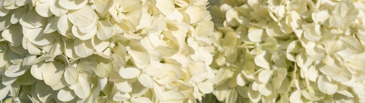 Опис, посадка та догляд за гортензією "Літл Пассіон"