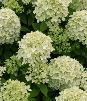 Гортензія Little Passion