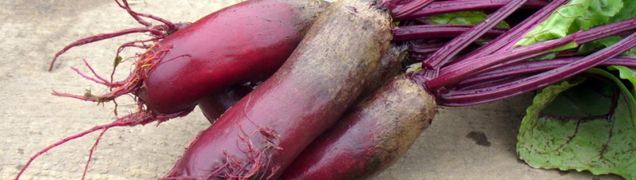 Кормова буряк: основні сорти, посадка, вирощування і догляд, особливості зберігання