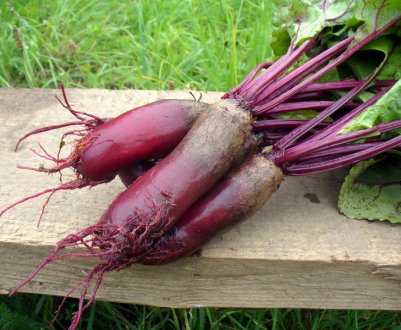 Кормова буряк: основні сорти, посадка, вирощування і догляд, особливості зберігання