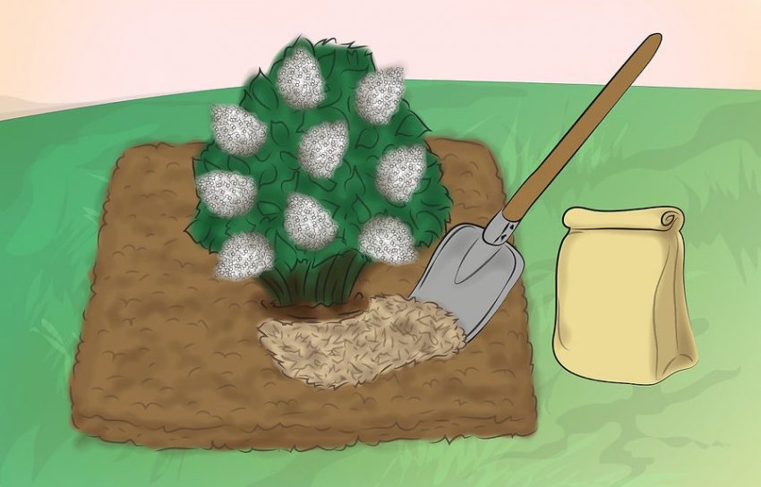 Добриво для гортензії