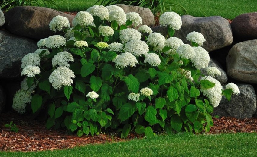 Мульчування гортензії