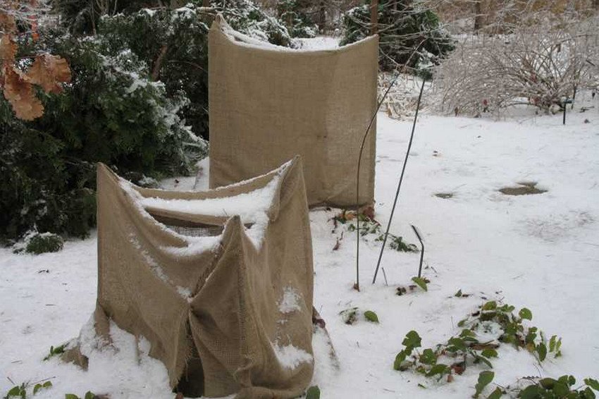 Прикриття гортензії на зиму
