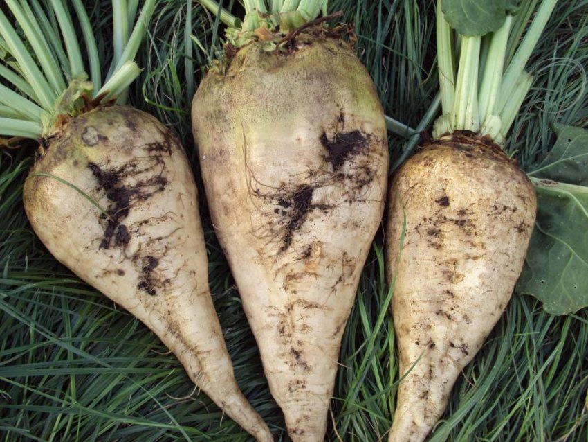 Сорт свелкы Центуар