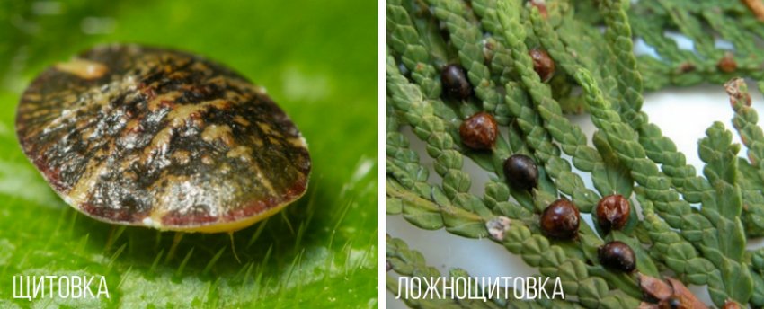 как придать форму кипарисовик. Смотреть фото как придать форму кипарисовик. Смотреть картинку как придать форму кипарисовик. Картинка про как придать форму кипарисовик. Фото как придать форму кипарисовик