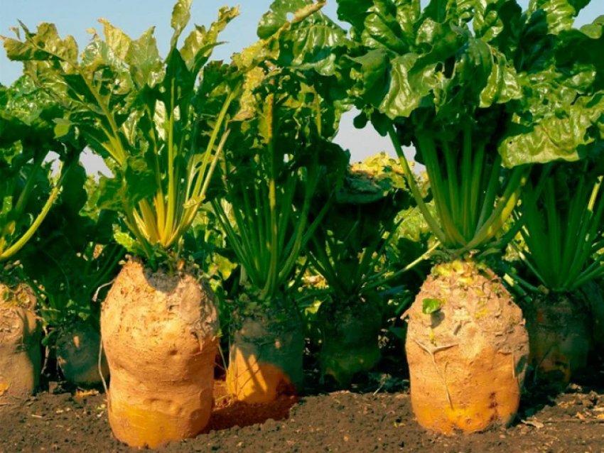 Сорт буряка Урсус