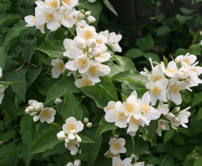 Чим корисний і шкідливий жасмин для здоров'я людини