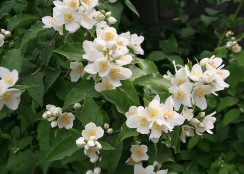 Чим корисний і шкідливий жасмин для здоров'я людини