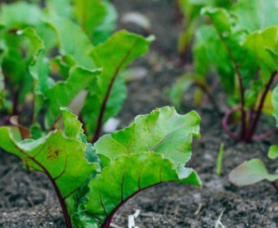 Чому у буряків жовтіє листя, і вона не зростає?