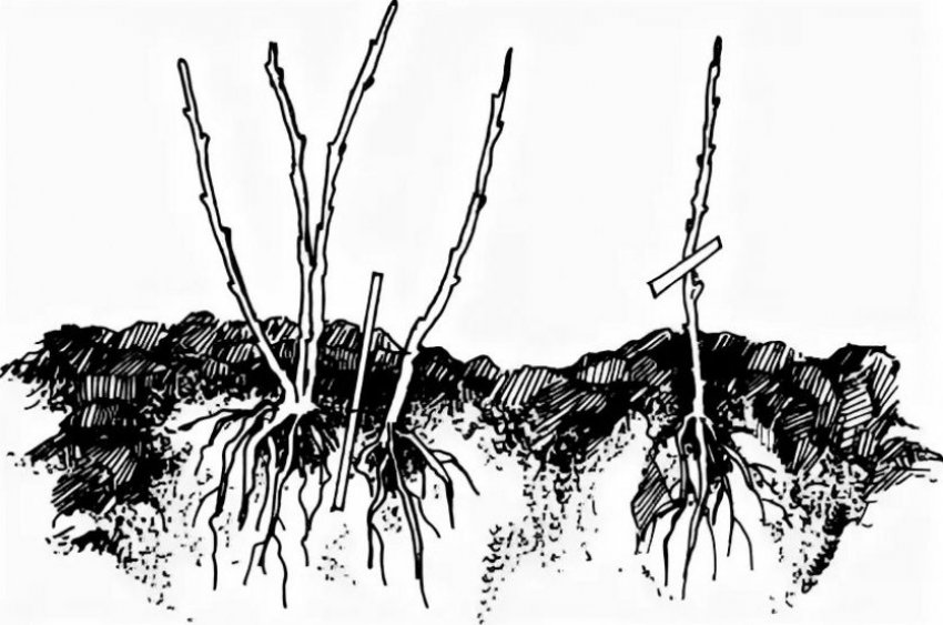 Размножение жасмина делением куста