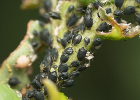 Чёрная тля на жасмине: как от неё избавиться