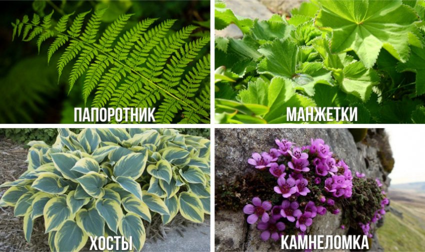 Рослини, які поєднуються з лиственницею Рослини, які поєднуються з лиственницею