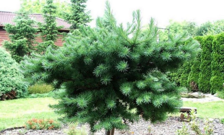 Лиственница Blue Dwarf Лиственница Blue Dwarf