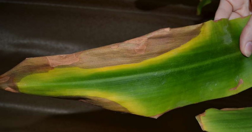 Хвороби драцени