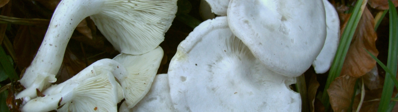 Чи їстівний білий говорушка, опис та поширення гриба