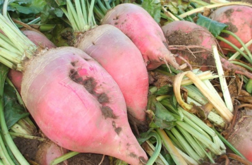 Кормовий буряк Рекорд