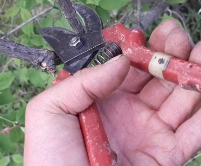 Як обрізати жасмин і як доглядати за ним після обрізки