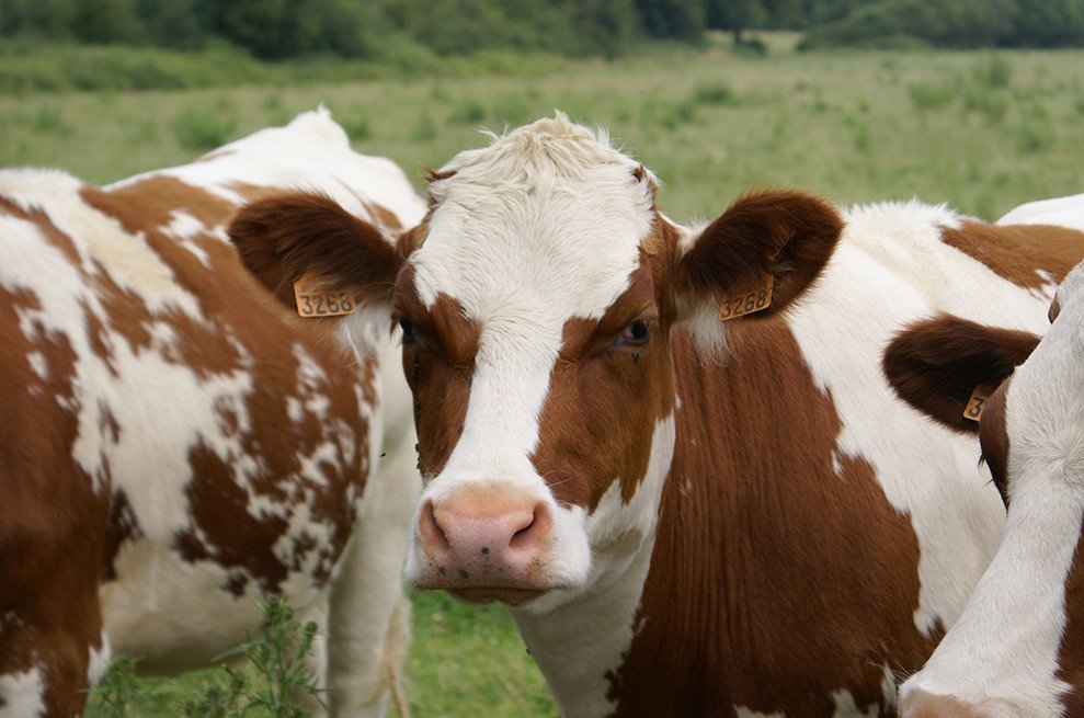 Мясные породы коров в россии с фото и описанием