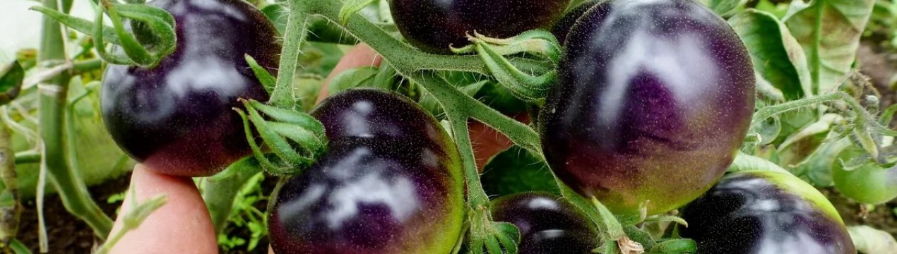 Китайські вчені розробили сорт корисних фіолетових помідорів