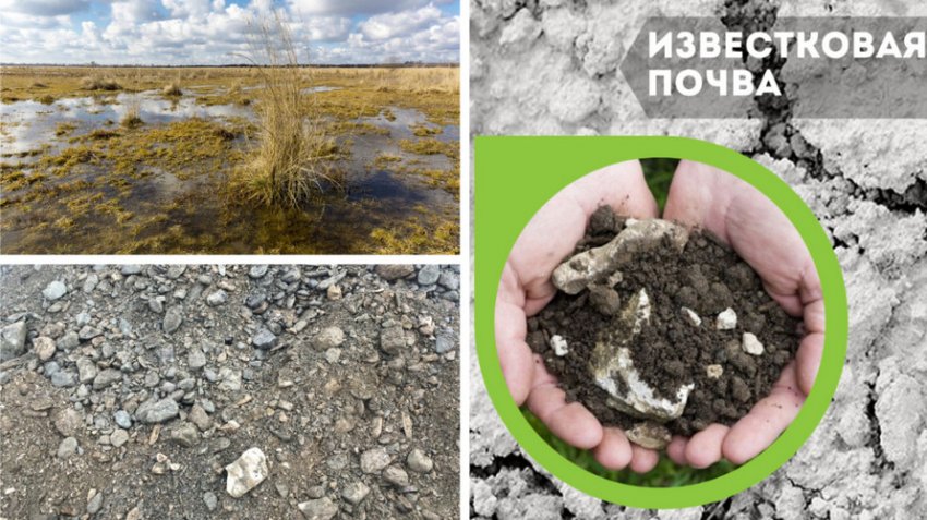 Ґрунти, необхідні для вирощування жасміну