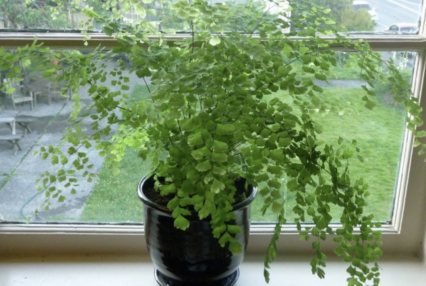 Венерин волос