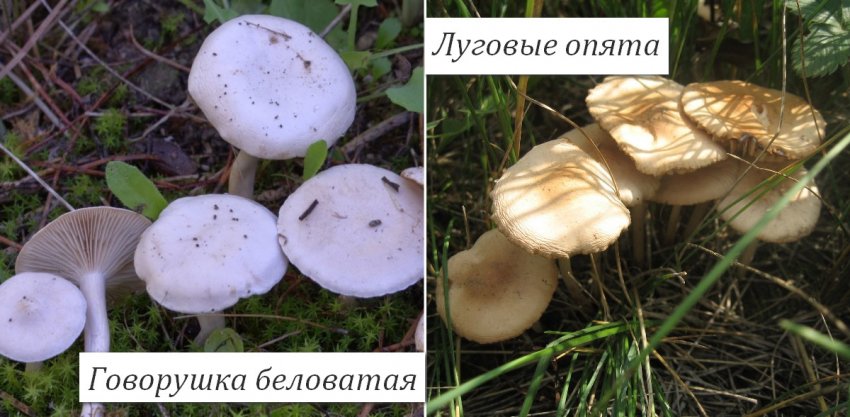 Отличие говорушки от опят Отличие говорушки от опят