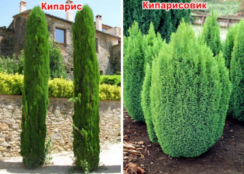 Кипарис что это такое. Смотреть фото Кипарис что это такое. Смотреть картинку Кипарис что это такое. Картинка про Кипарис что это такое. Фото Кипарис что это такое