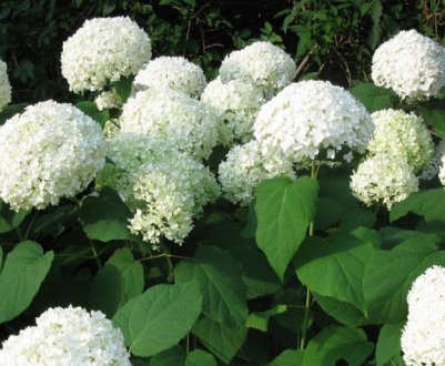 Висадка морозостійких сортів гортензії в Сибір та догляд за ними