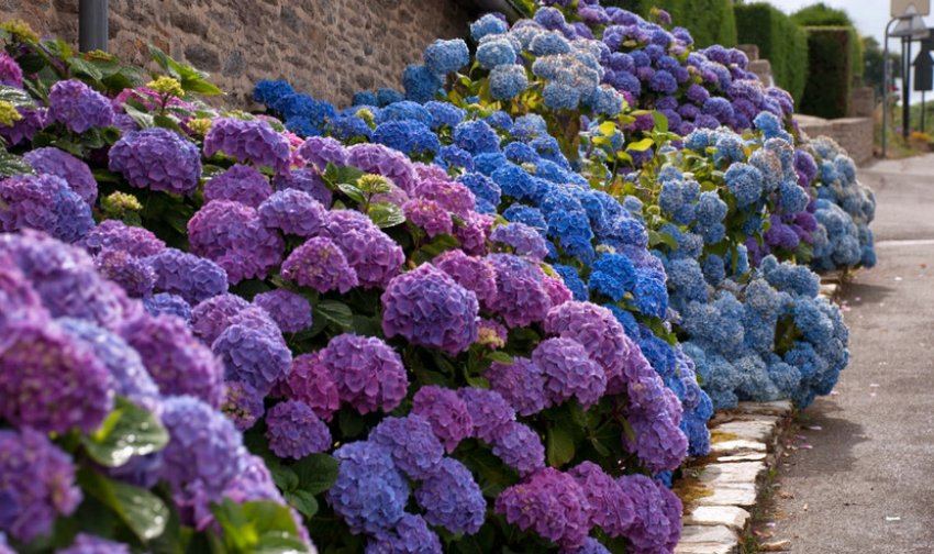 Гортензії Гортензії