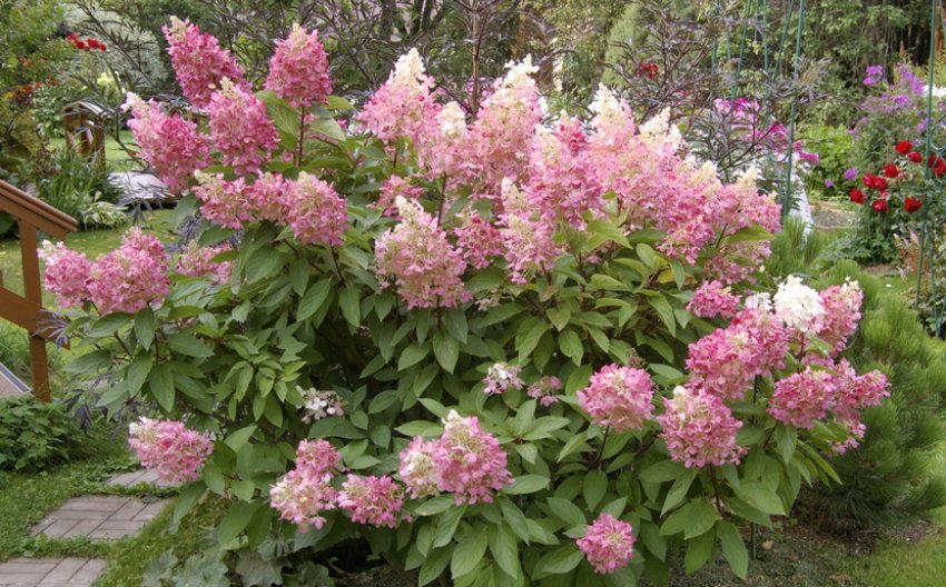 Pinky Winky Pinky Winky