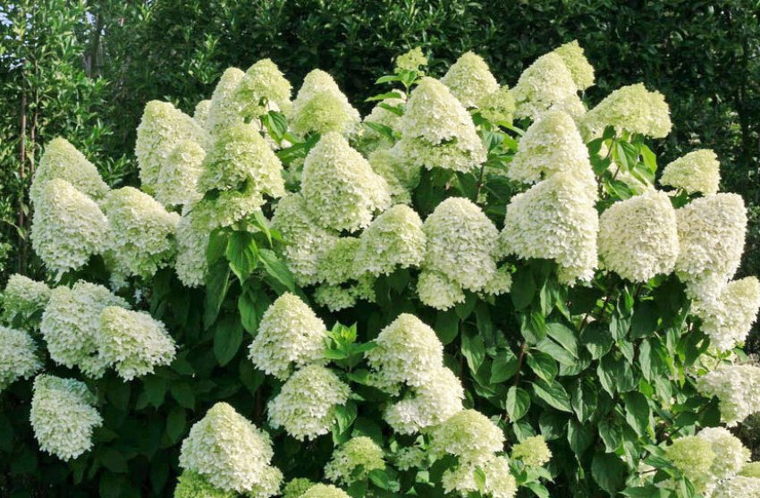 Silver Dollar Silver Dollar