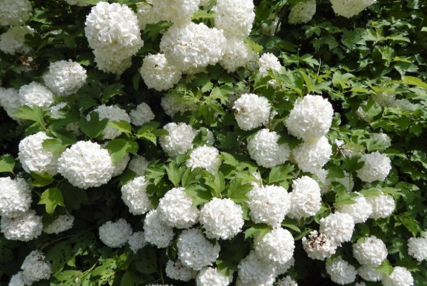 Strong Annabelle Strong Annabelle