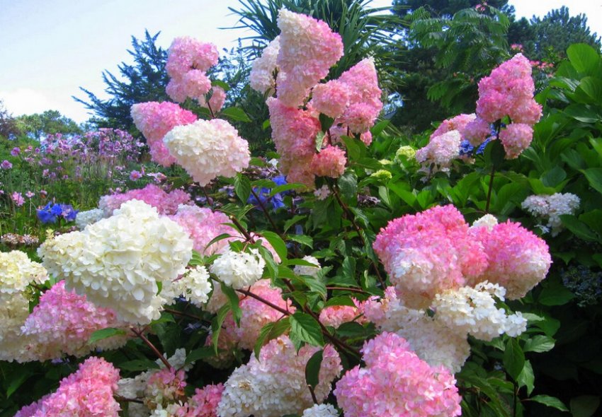 Vanille Fraise Vanille Fraise