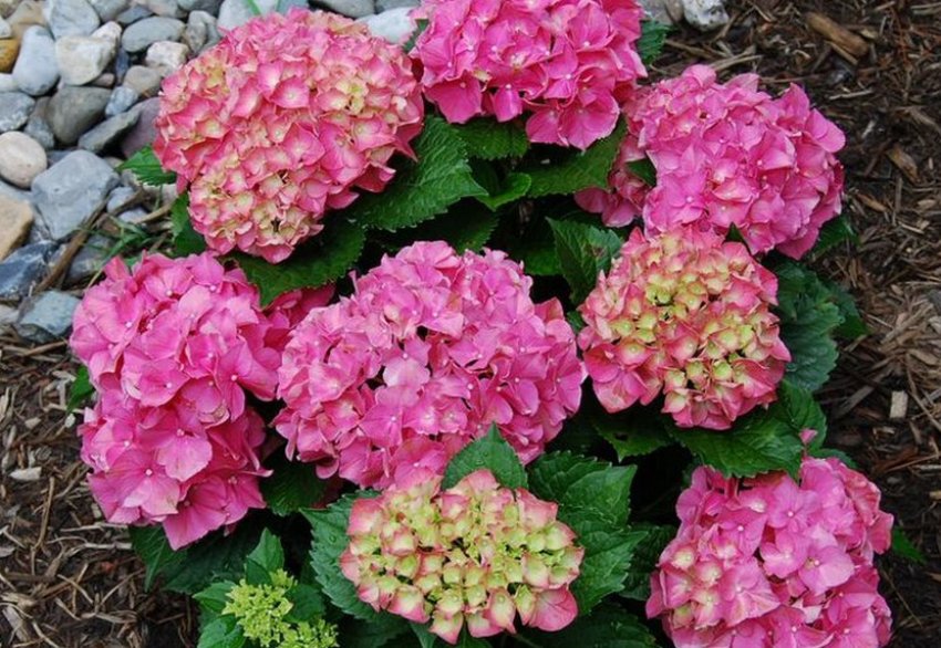 Forever & Ever Forever & Ever