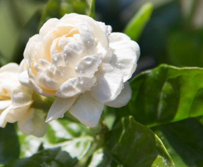 Жасмин Гранд Дюк: догляд та розмноження в домашніх умовах