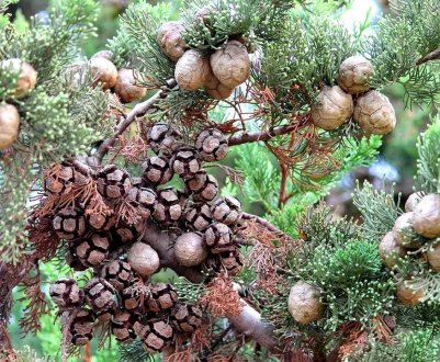 Користь і шкода кипарису для здоров'я людини