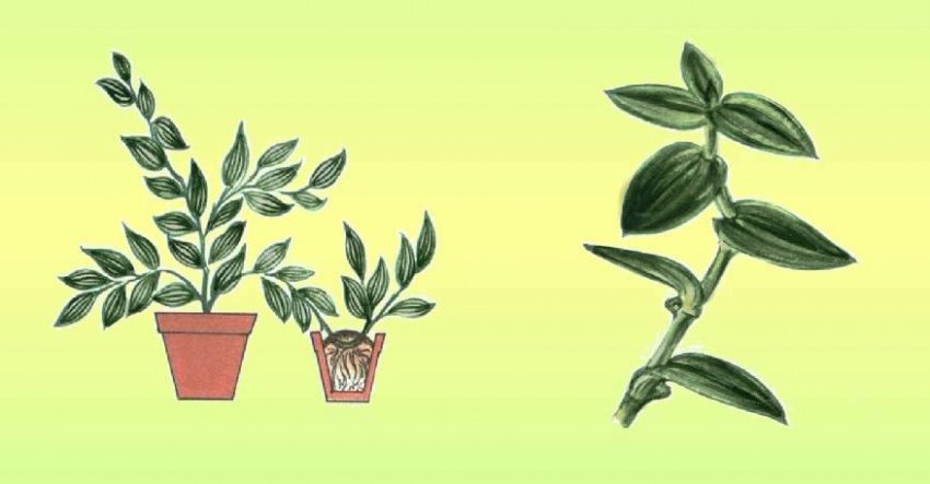 Розмноження відводками