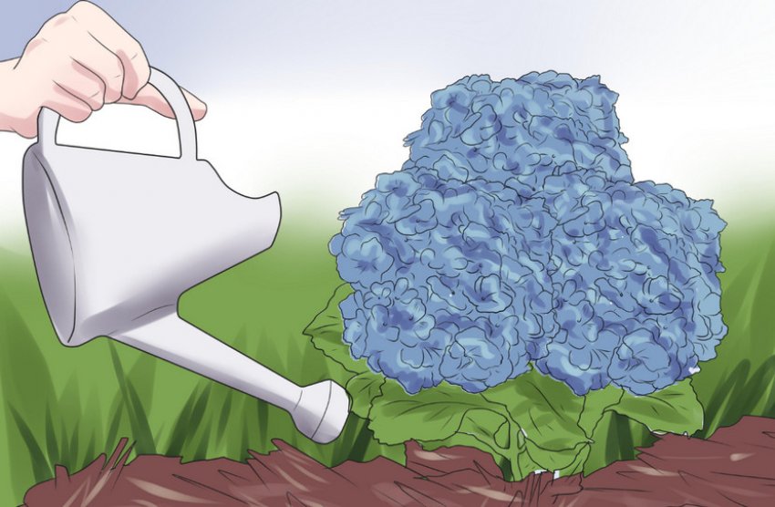 Полив гортензії Полив гортензії