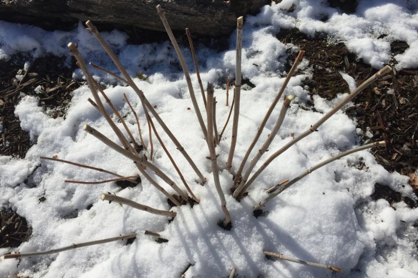 Гортензія взимку Гортензія взимку