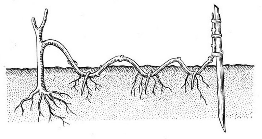 Розмноження відводками Розмноження відводками