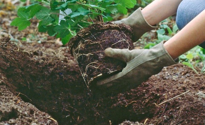 Пересадка гортензії Пересадка гортензії