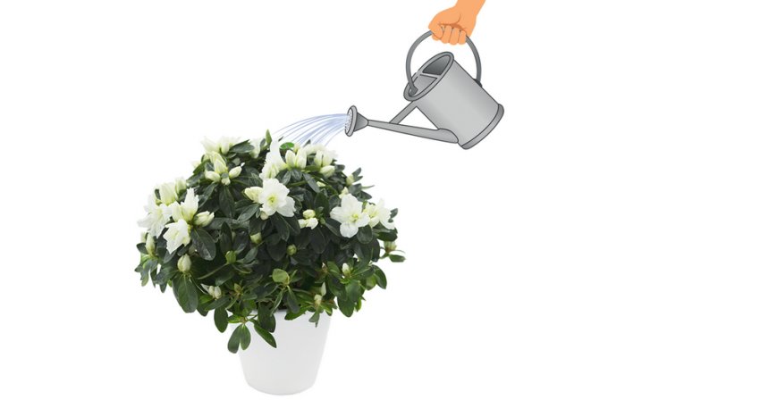 Полив жасміну Гранд Дюк