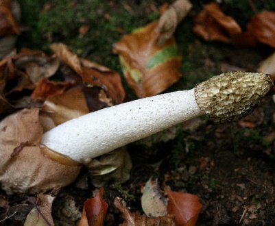 Лікувальні властивості та протипоказання гриба веселка