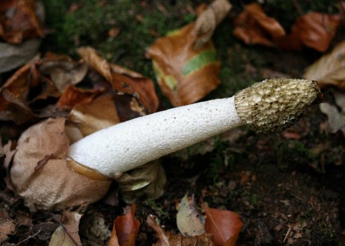 Лікувальні властивості та протипоказання гриба веселка