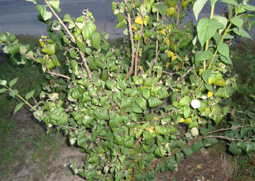 Почему скручиваются листья у жасмина, причины и пути решения