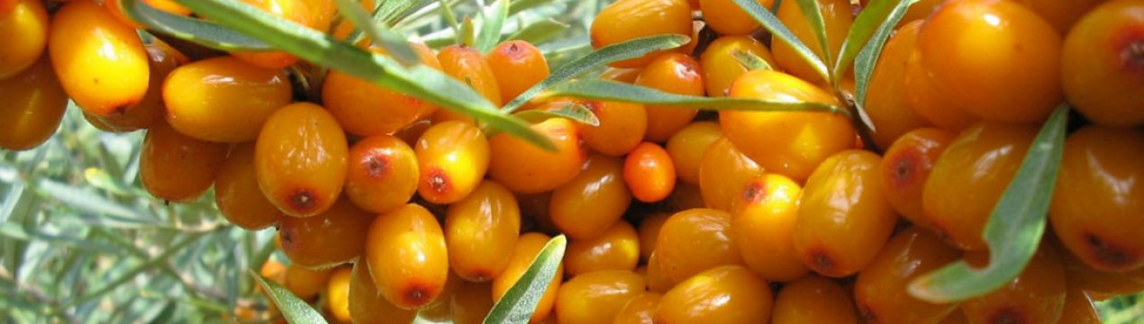 Описание облепихи Великан