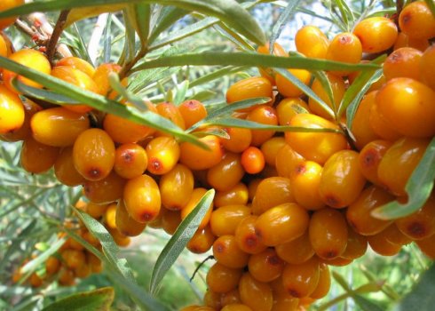 Описание облепихи Великан