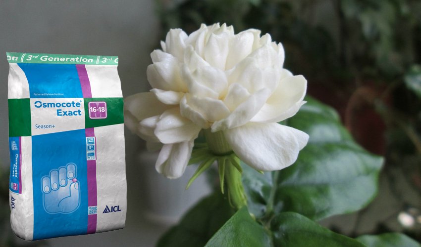 Добриво для жасмина