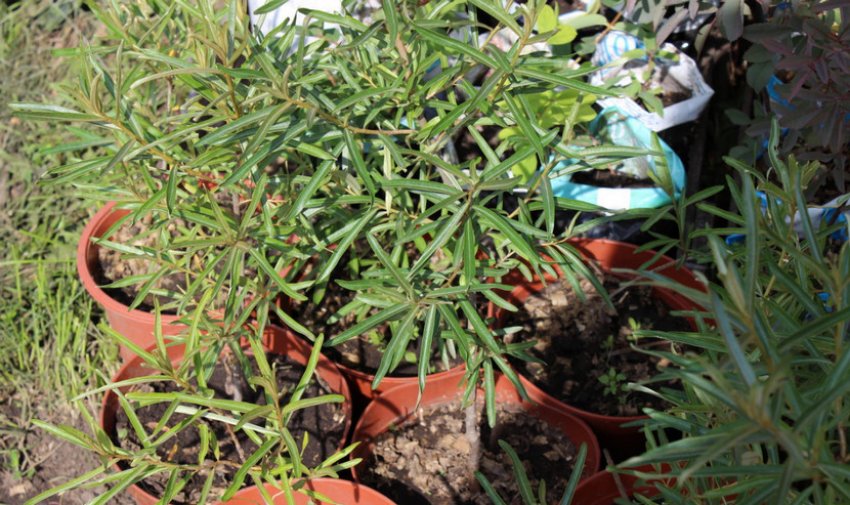 Саженцы облепихи Саженцы облепихи