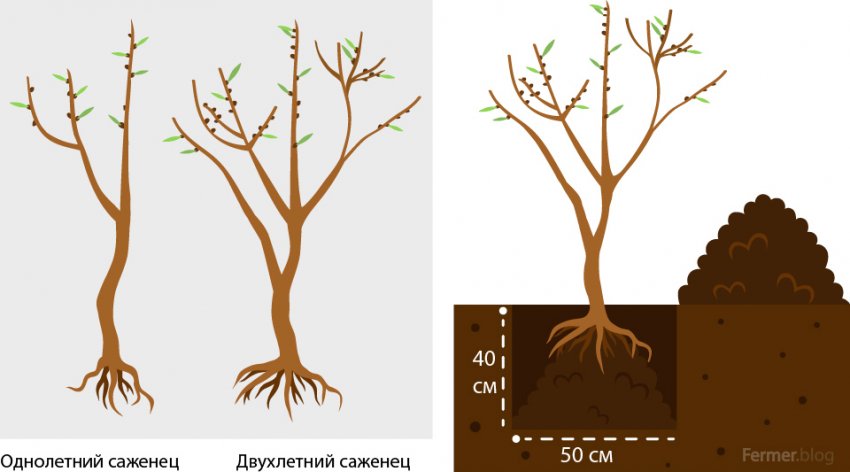 Посадка облепихи Посадка облепихи